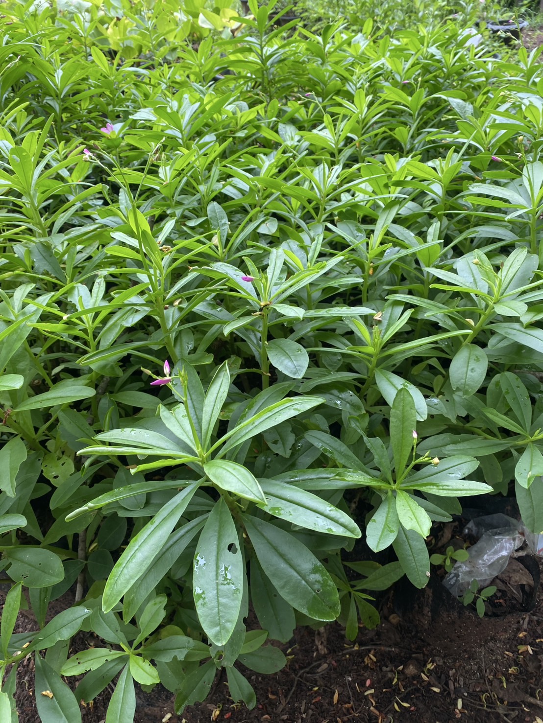 โสมไทยปักชำสด 🌿 ปลูกเองได้ง่าย โตเร็ว