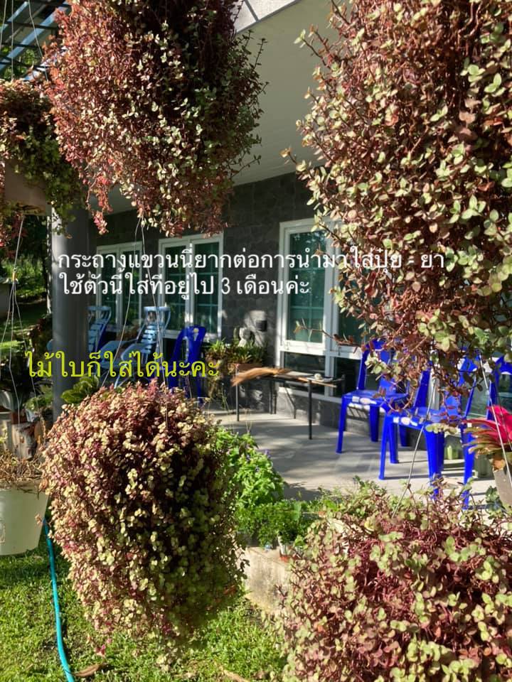 ปุ๋ยผสมยา แบบเม็ดกระดุมวางในกระถาง มีฤทธิ์ในการฆ่าแมลงและป้องกันการระบาดของศัตรูพืช ครอบคุลม 3 เดือน แท้ญี่ปุ่น Kadan Pesticide Fertilizer เล็ก/ใหญ่