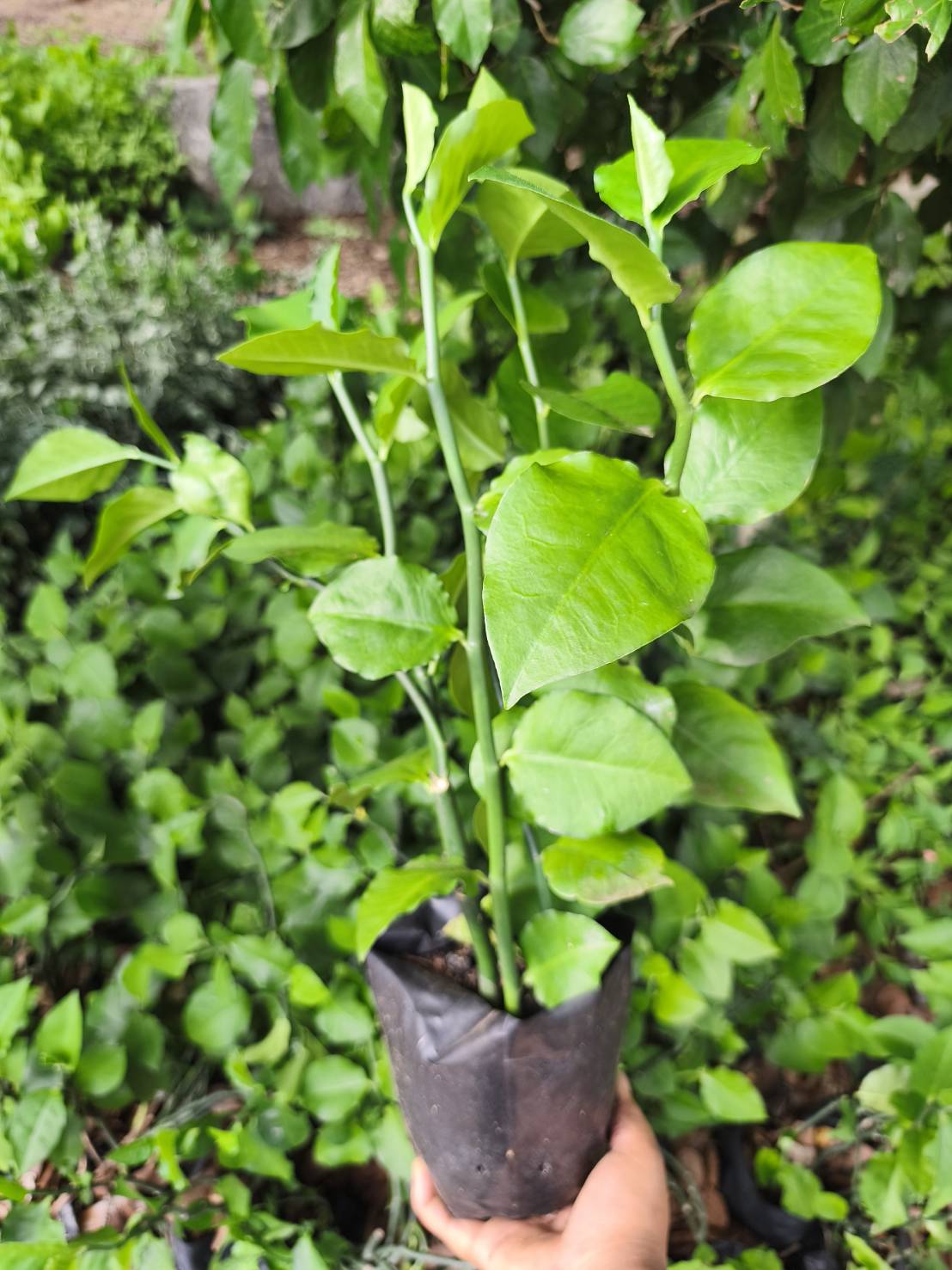 ต้นแสยกเขียว Zigzag Plant