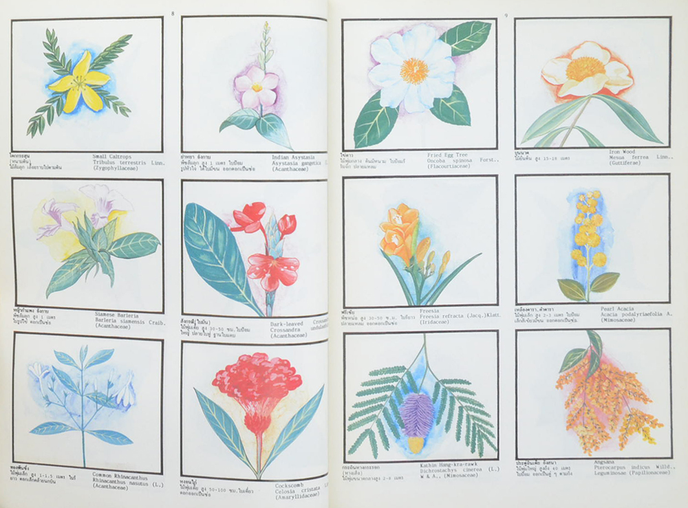 พจนานุกรมไม้ดอกไม้ประดับในเมืองไทย