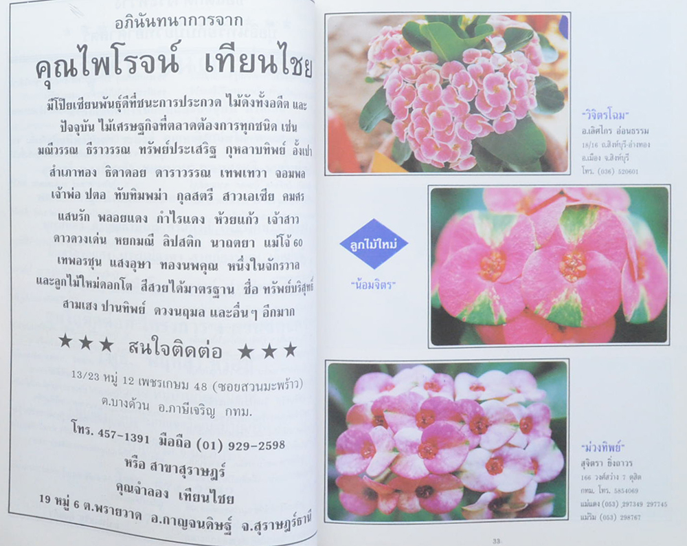 โป๊ยเซียน ไม้มงคล