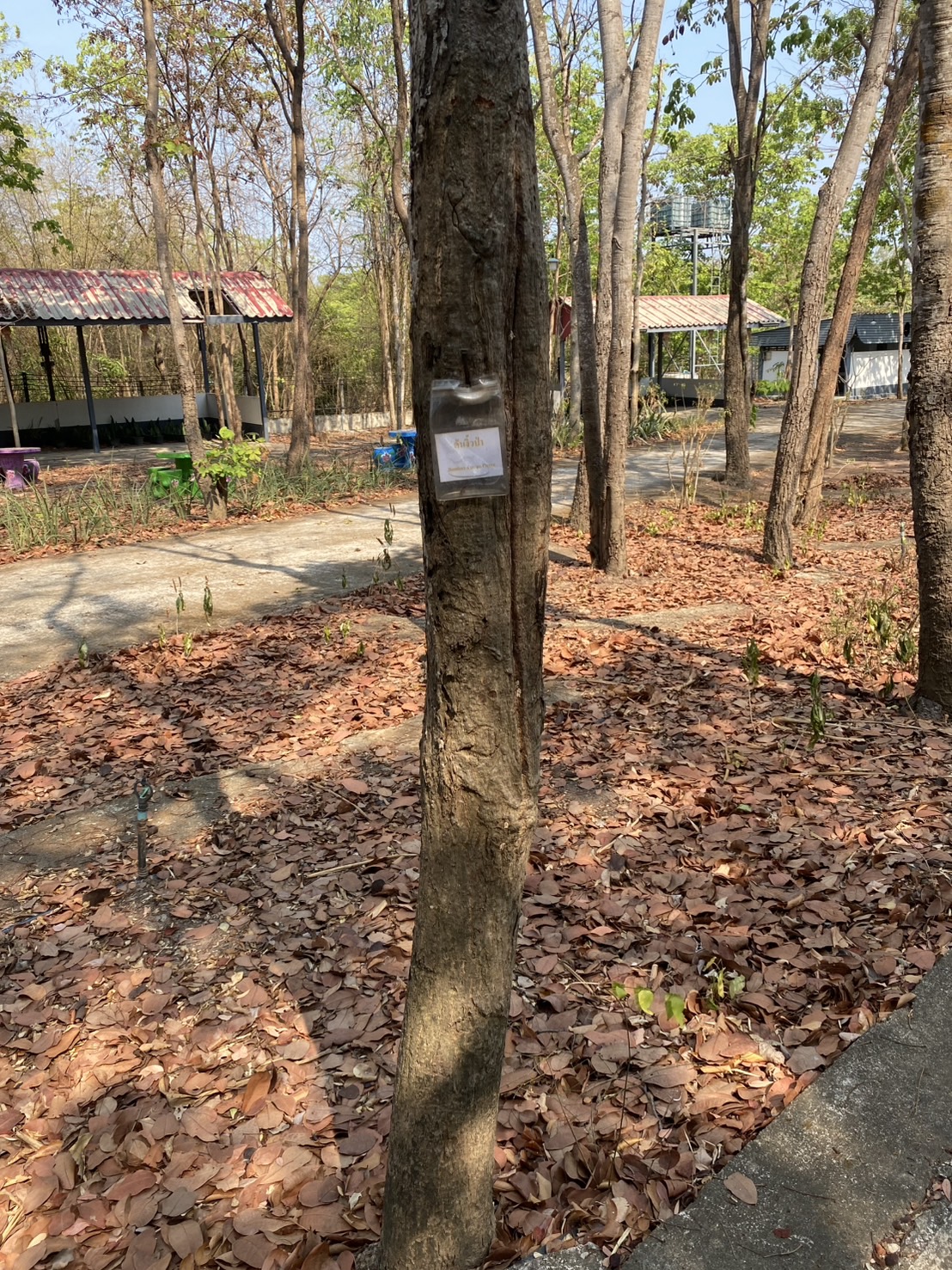 ต้นงิ้วป่า Bombax anceps Pierre