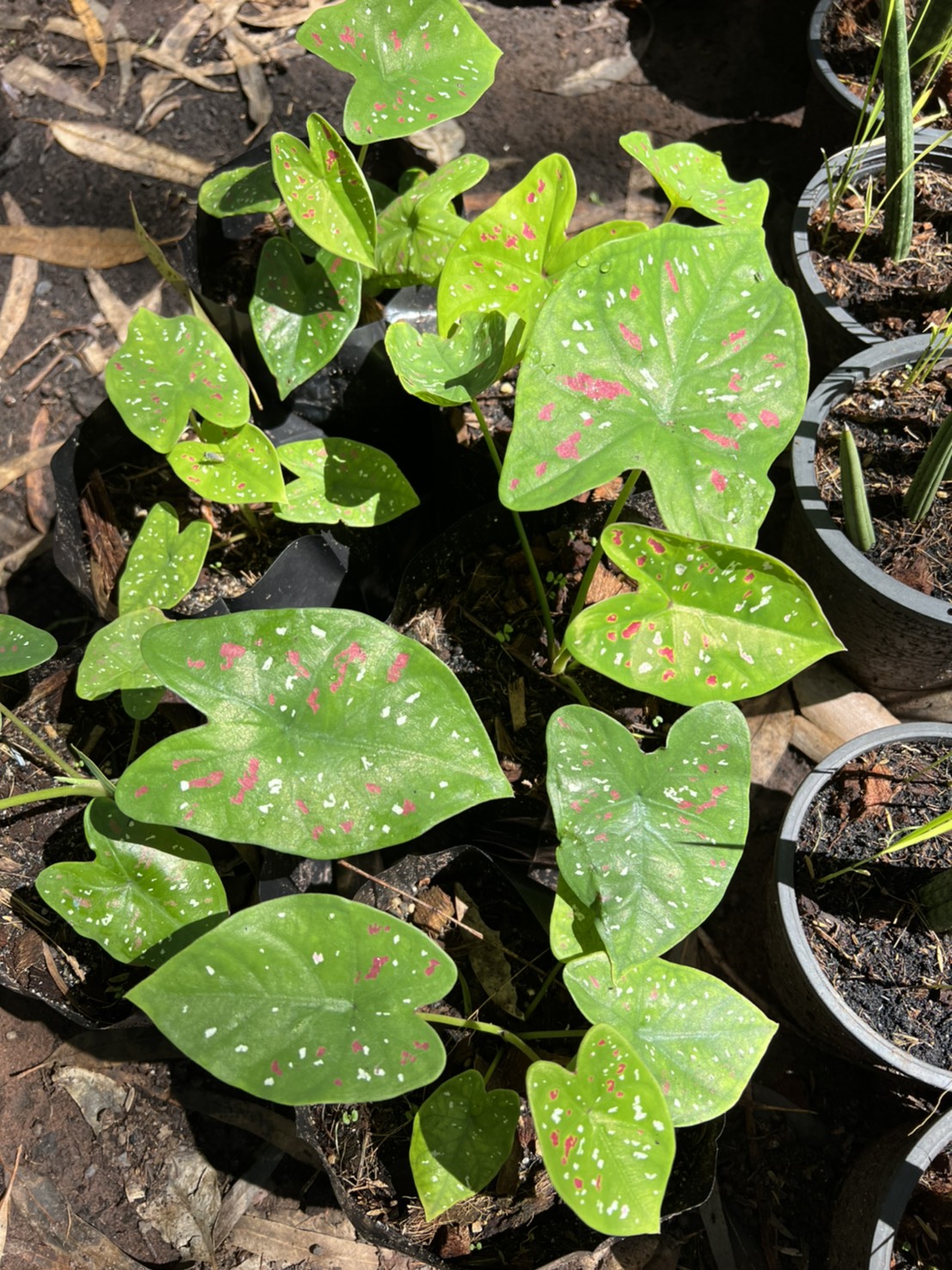 บอนสี สาวน้อยประแป้ง Caladium