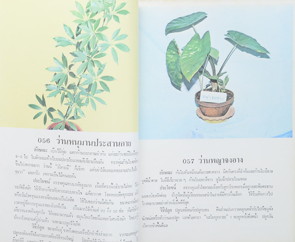 ว่านและไม้มงคล 300 ชนิด ฉบับมาตรฐาน เพิ่มเติมโกสนไทย