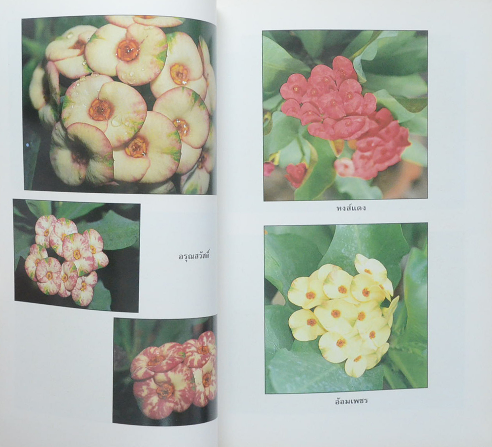 โป๊ยเซียน ไม้ยอดนิยม