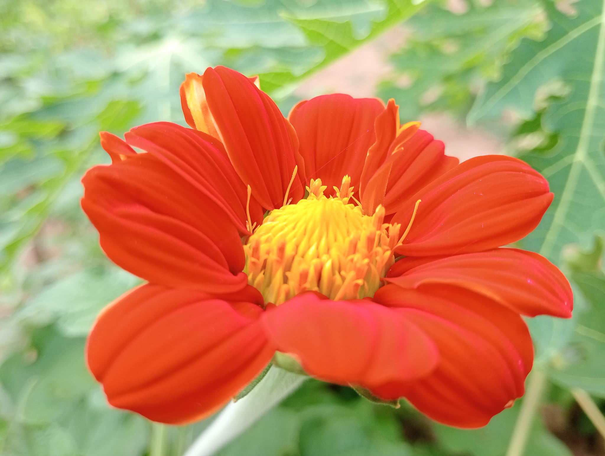 เมล็ดพันธุ์ทานตะวันเม็กซิกัน Mexican Sunflower Seed