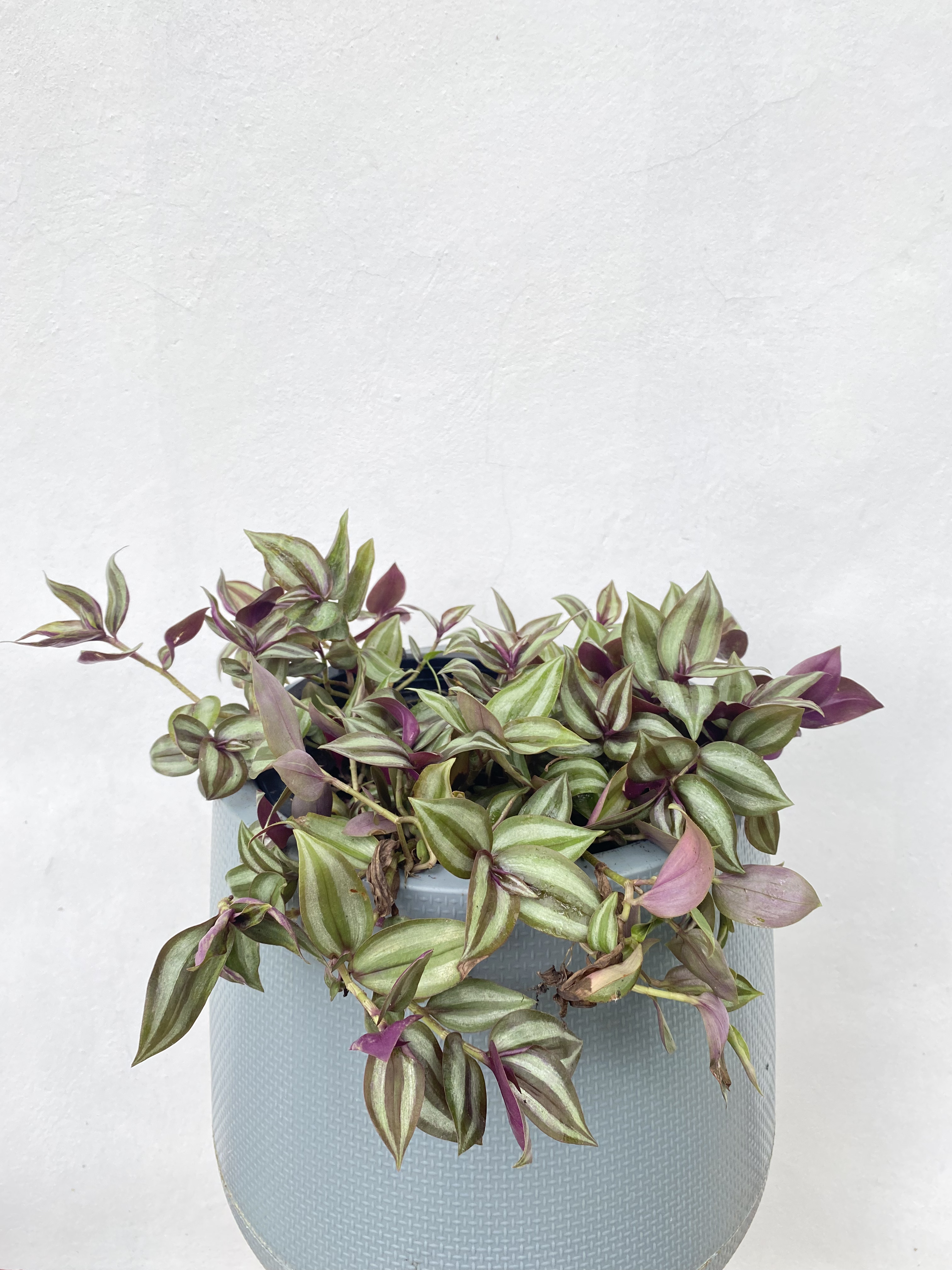 ก้ามปูหลุด หรือ ปีกแมลงสาบ Wandering Jew