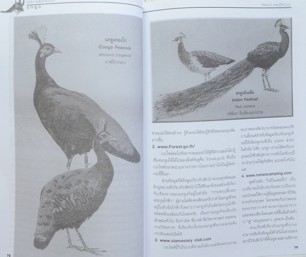 นกยูง (ขายตามสภาพ)