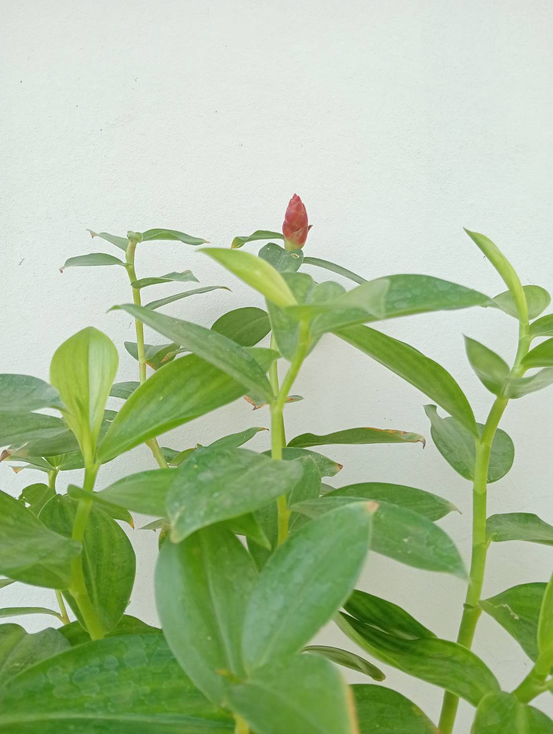 เอื้องหมายนา Crepe-ginger