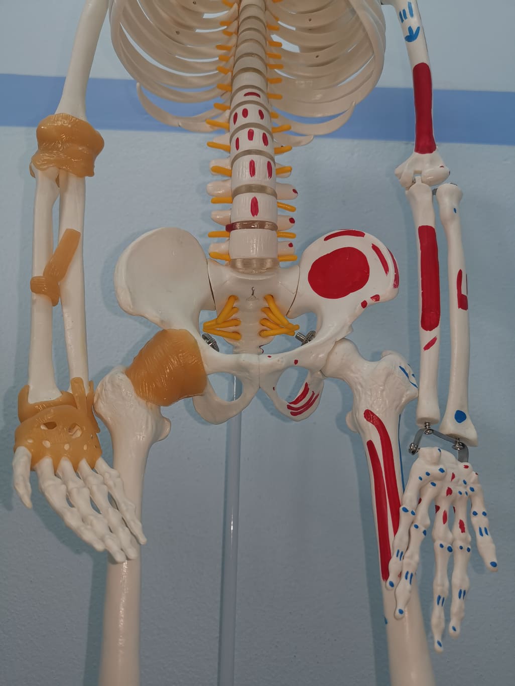 โมเดลโครงกระดูกมนุษย์ ขนาด 85 ซ.ม. แบบแสดงเอ็นยึดข้อและจุดเกาะกล้ามเนื้อ