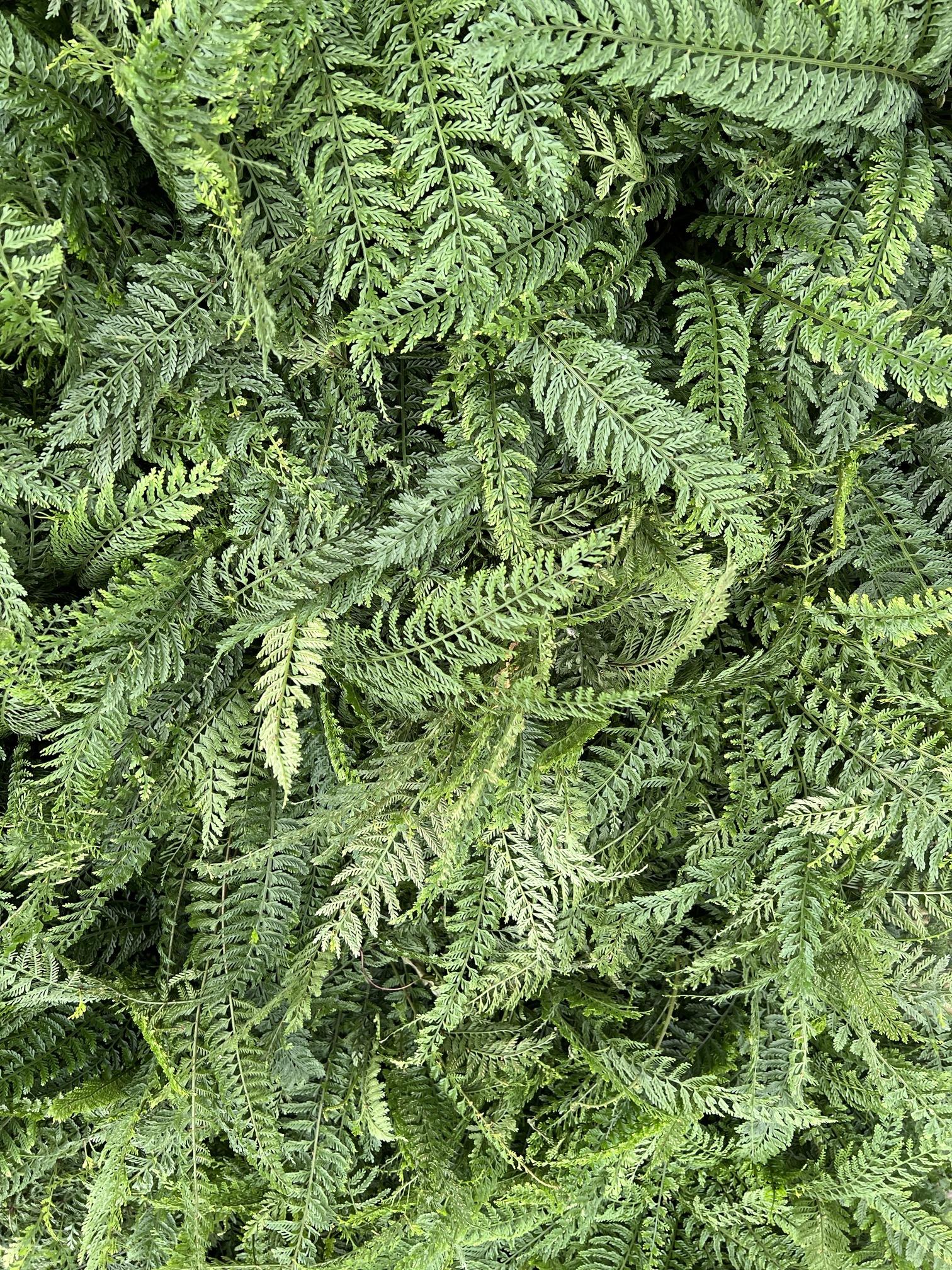 เฟิร์นพลาสติก Belanger spleenwort