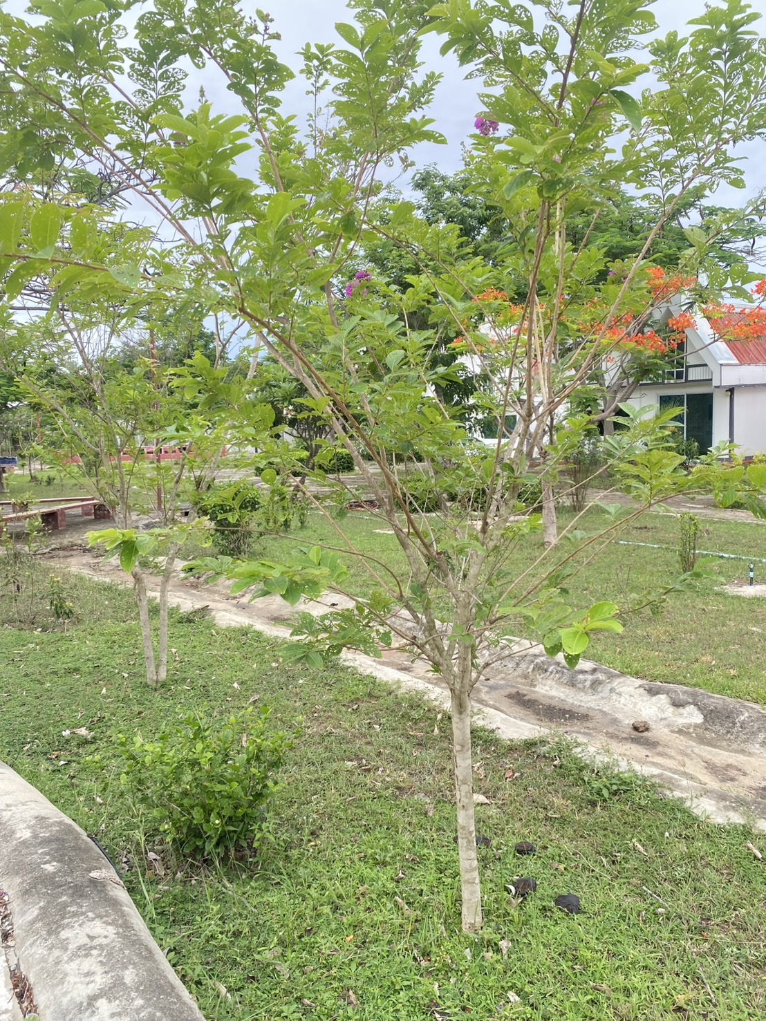 ต้นม่วงส่าหรี Lagerstroemia hybrid