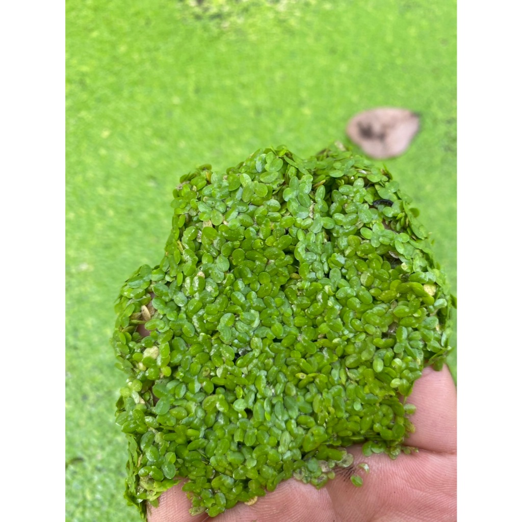แหนเป็ดเล็ก Lemna perpusilla Torr.