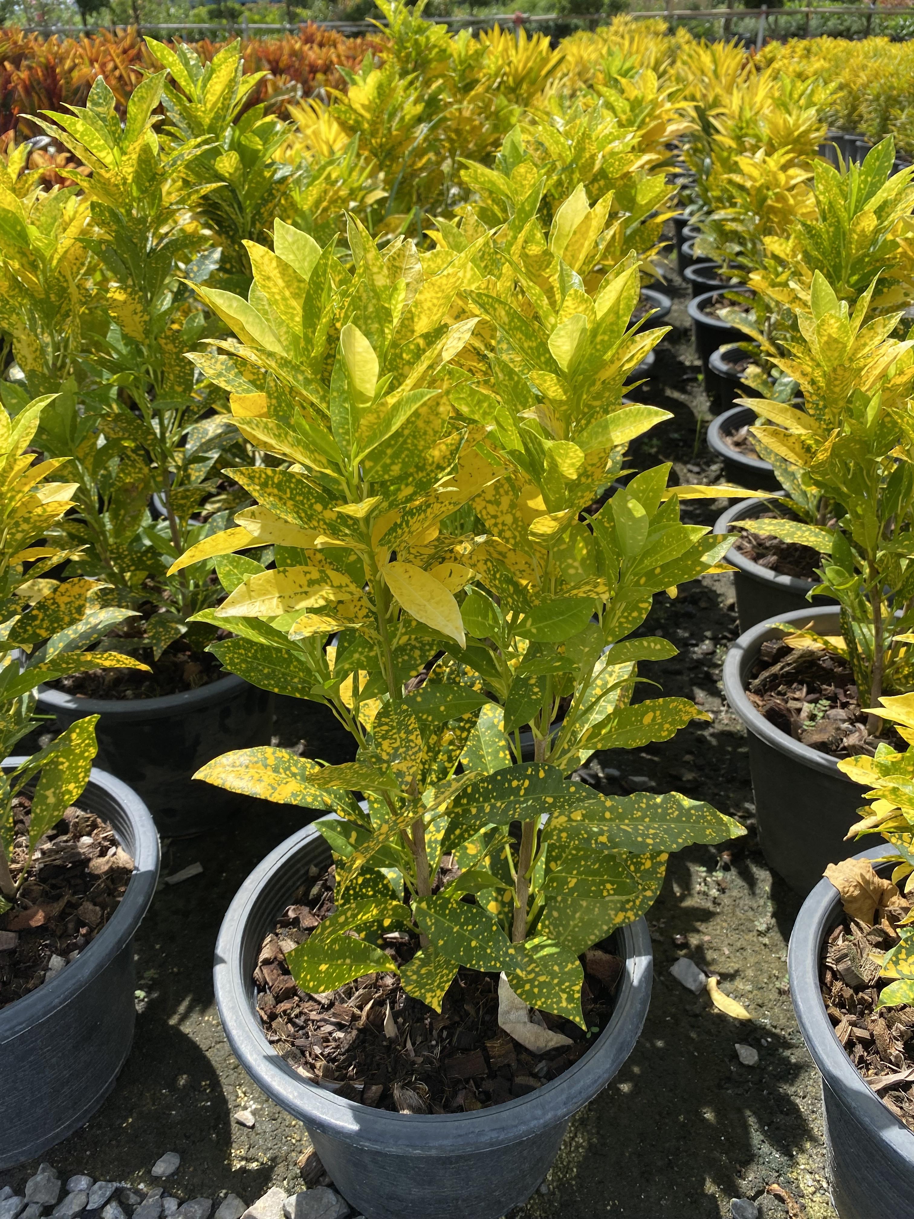 โกสน ใบจุดเหลือง gold dust croton