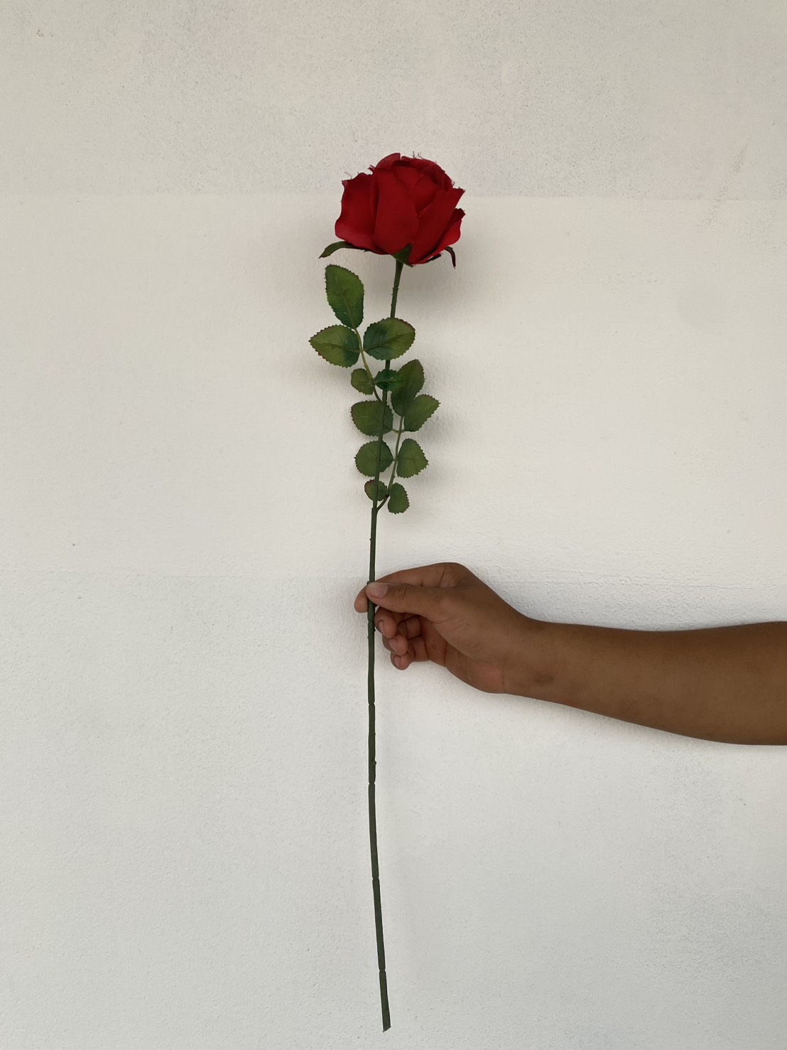 ดอกกุหลาบสีแดง Red Rose