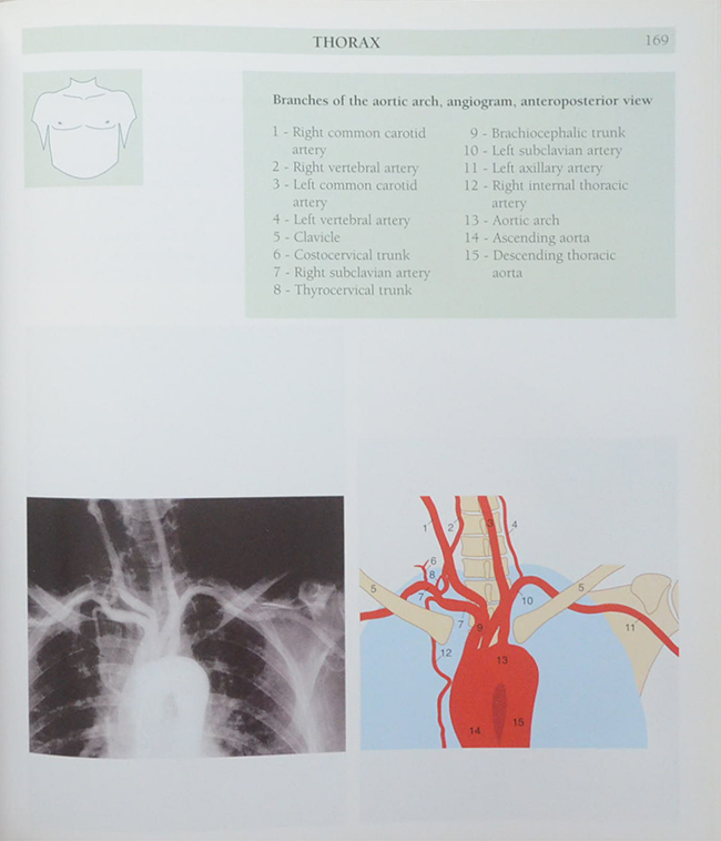 Anatomy of the Living Human ATLAS OF MEDICAL IMAGING