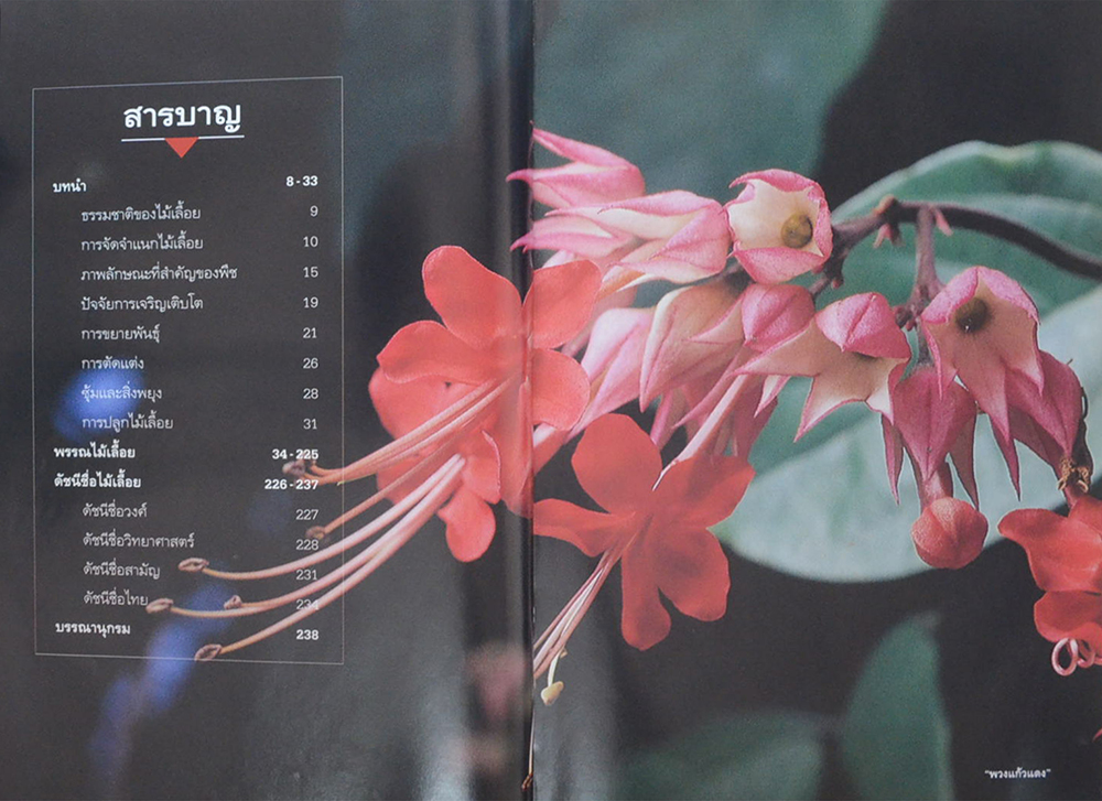 ไม้เลื้อยประดับ