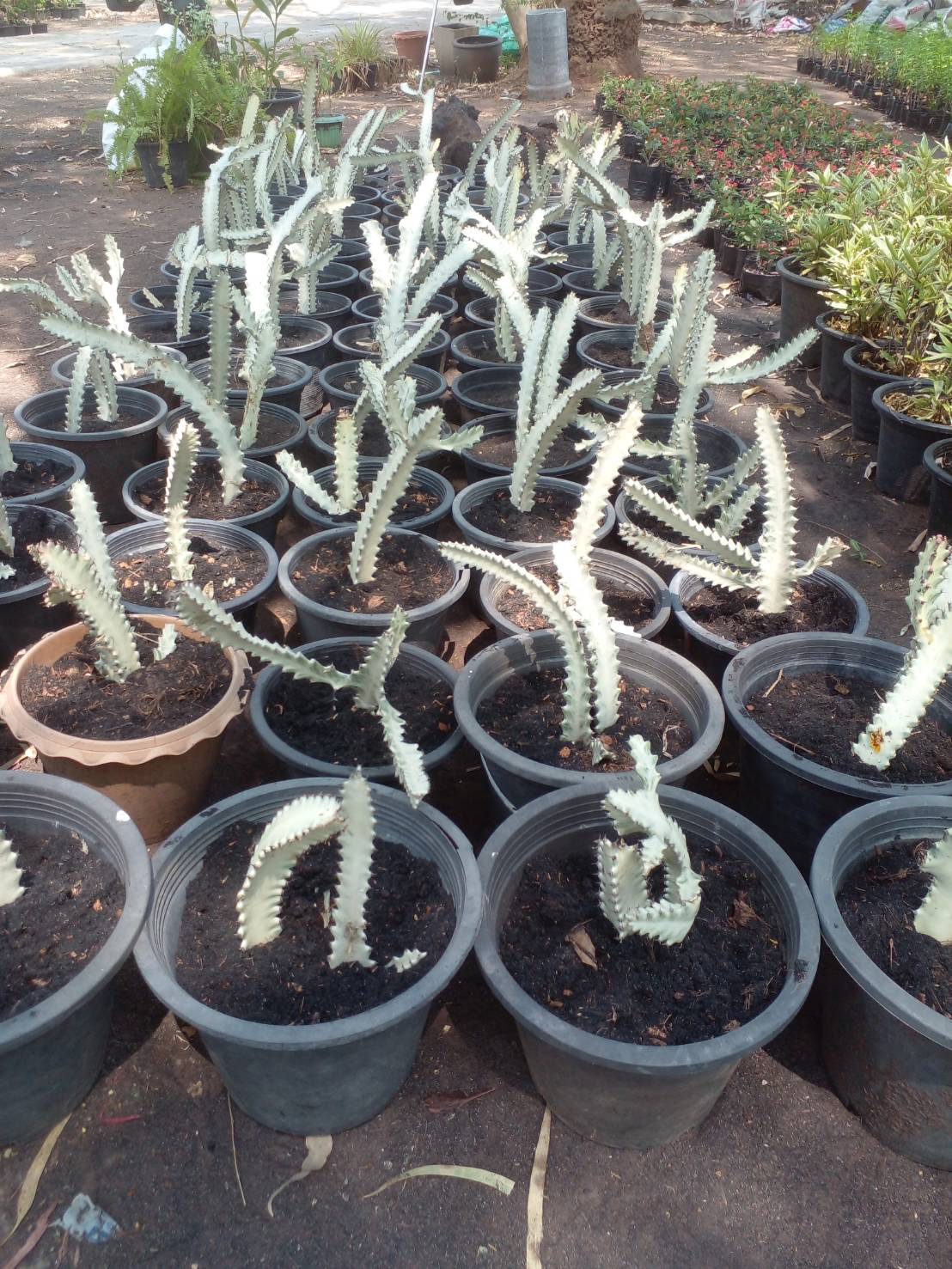 ต้นยูโฟเบีย แลคเทีย Euphorbia lactea ไม้มงคล ไม้อวบน้ำ