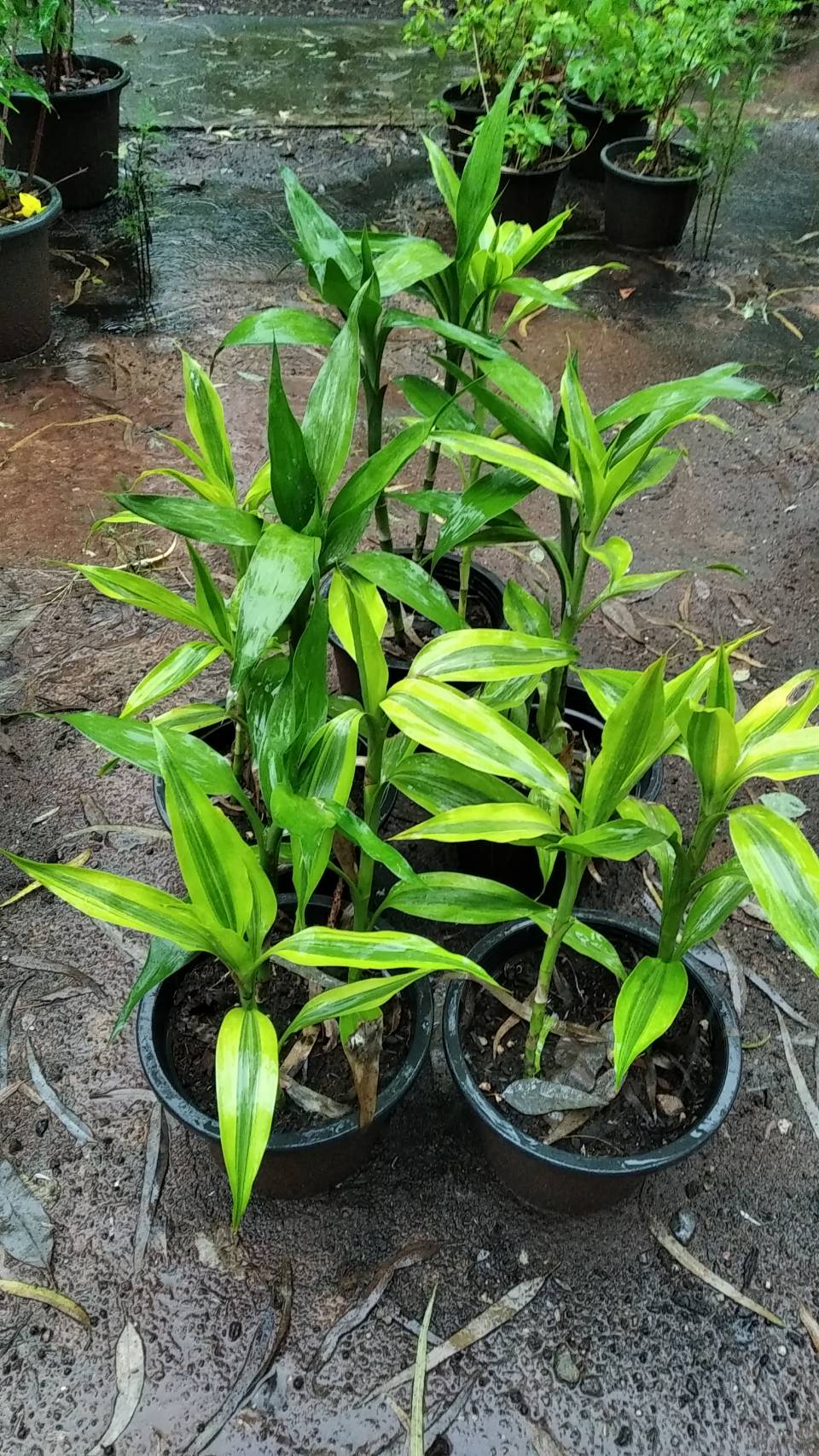 กวนอิมทอง Lucky Bamboo,Ribbon plant