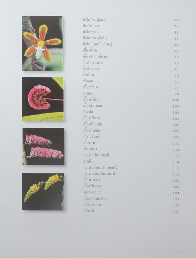 สวนพฤกษศาสตร์สมเด็จพระนางเจ้าสิริกิติ์ เล่ม 6 กล้วยไม้ไทย (ขายตามสภาพ)