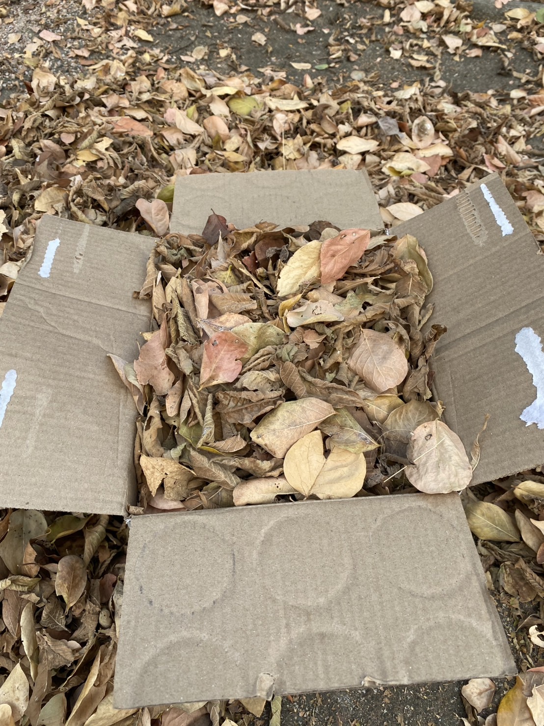 ใบไม้แห้ง ลังเบียร์อัดแน่น ลังละ 20 บาท ทำปุ๋ย คลุมดิน