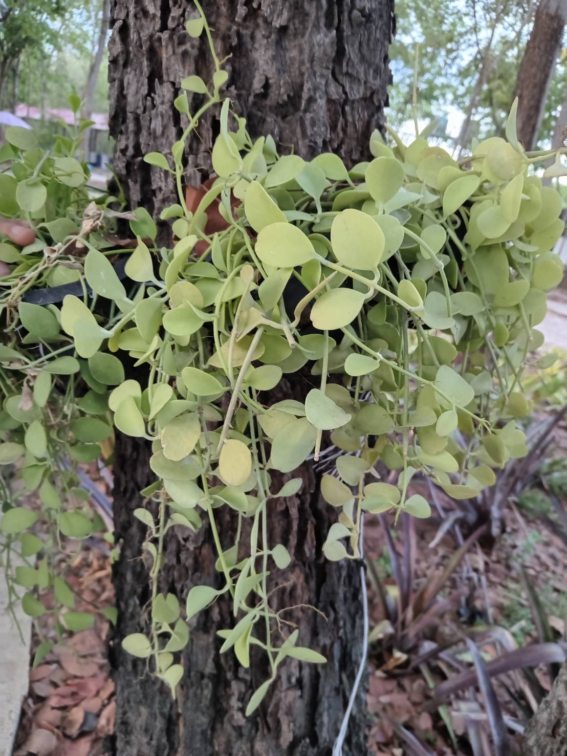 เดฟ Dischidia ไม้เลื้อย