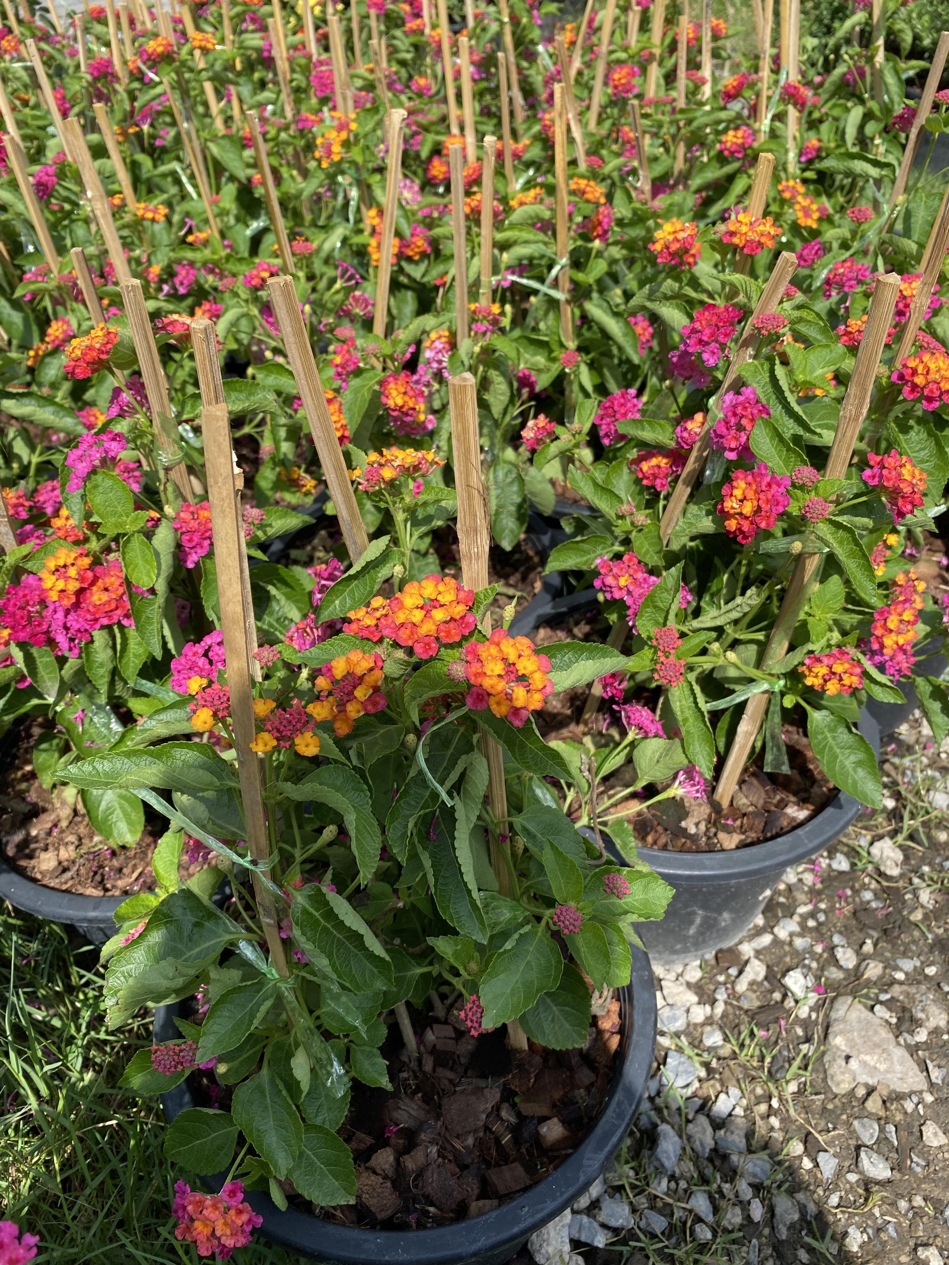 ผกากรอง Lantana