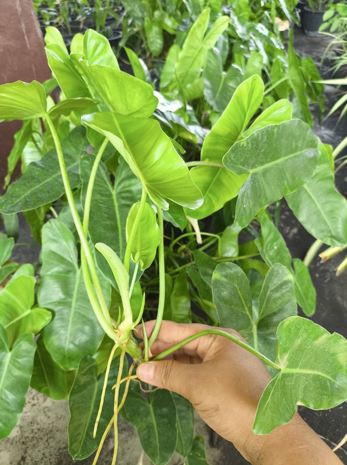 🌱 กิ่งฟิโลเดนดรอน ไม้ฟอกอากาศ philodendron