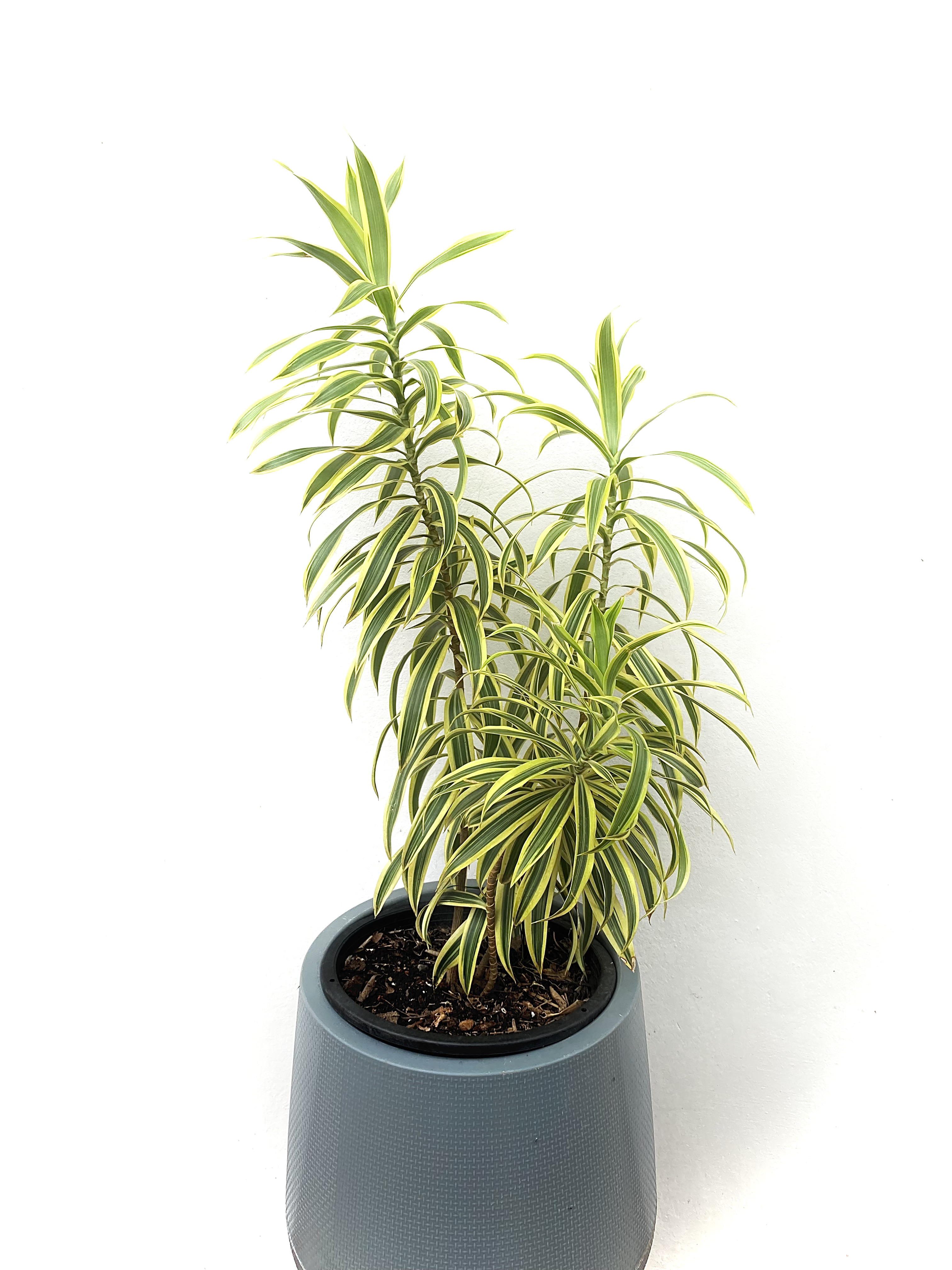 ซองออฟอินเดีย Song of India