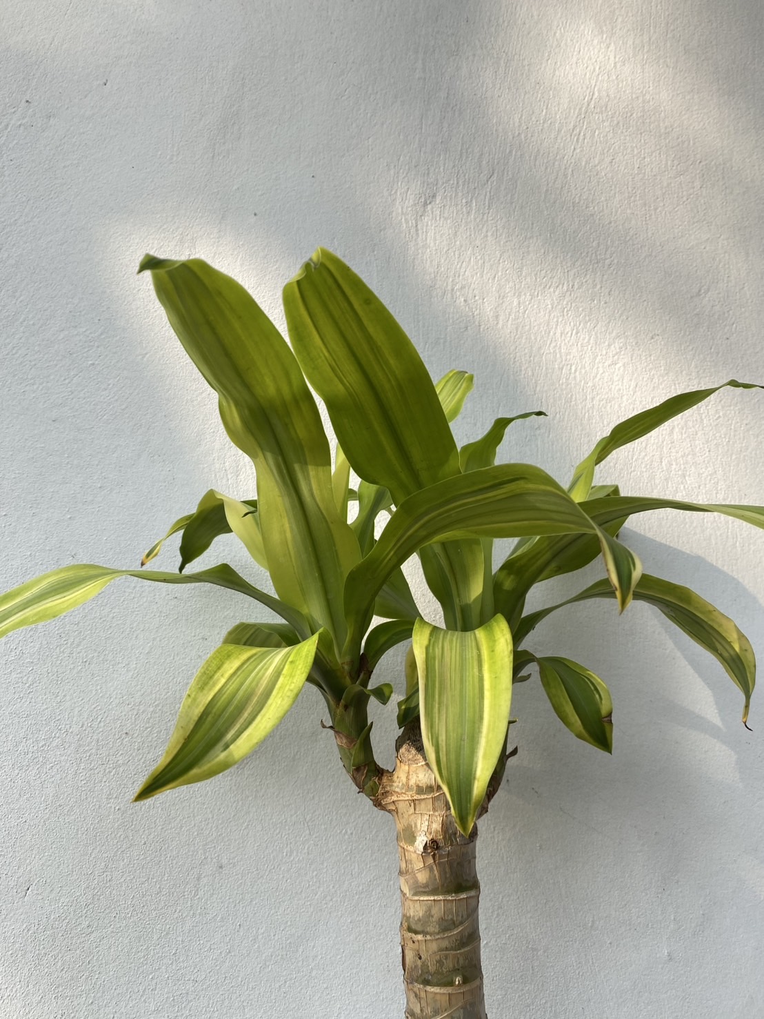 ต้นวาสนา Corn plant, Dracaena ไม้มงคล เสริมดวง