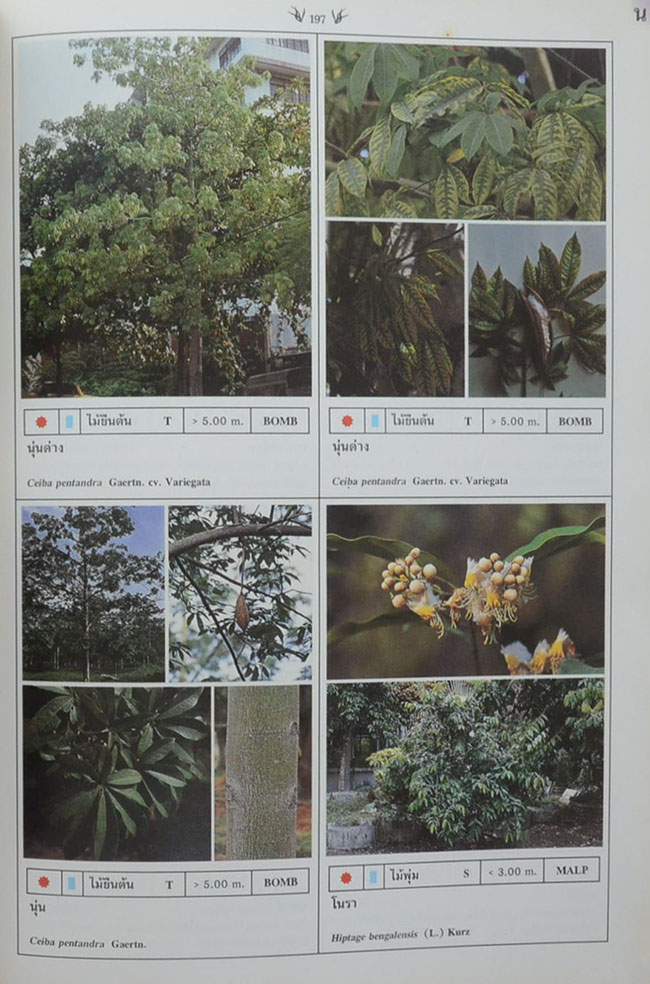 พฤกษาพัน (ภาษาไทย-อังกฤษ)