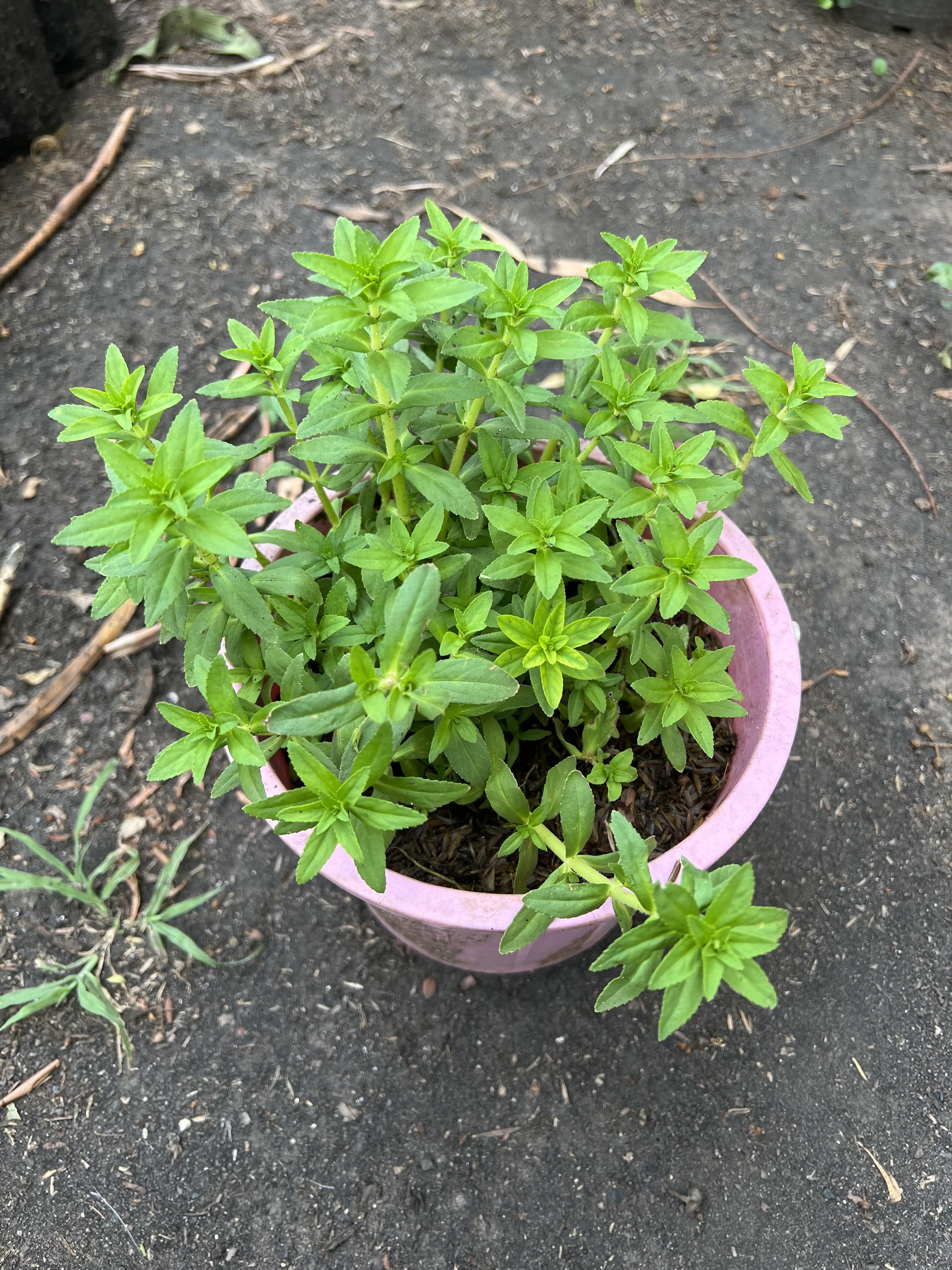 ผักแขยง Limnophila aromatica , rice paddy herb ผักกะแยง ผักพื้นบ้าน