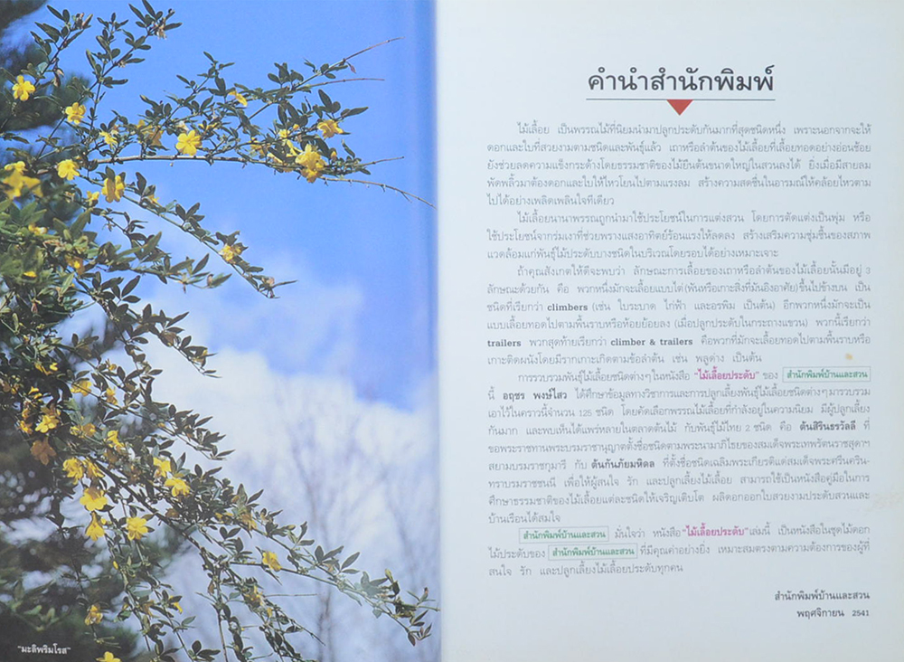 ไม้เลื้อยประดับ