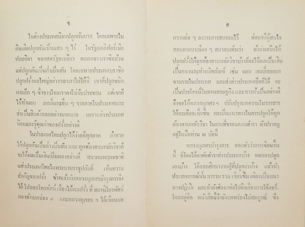 การทำไร่ฝรั่ง (ขายตามสภาพ)