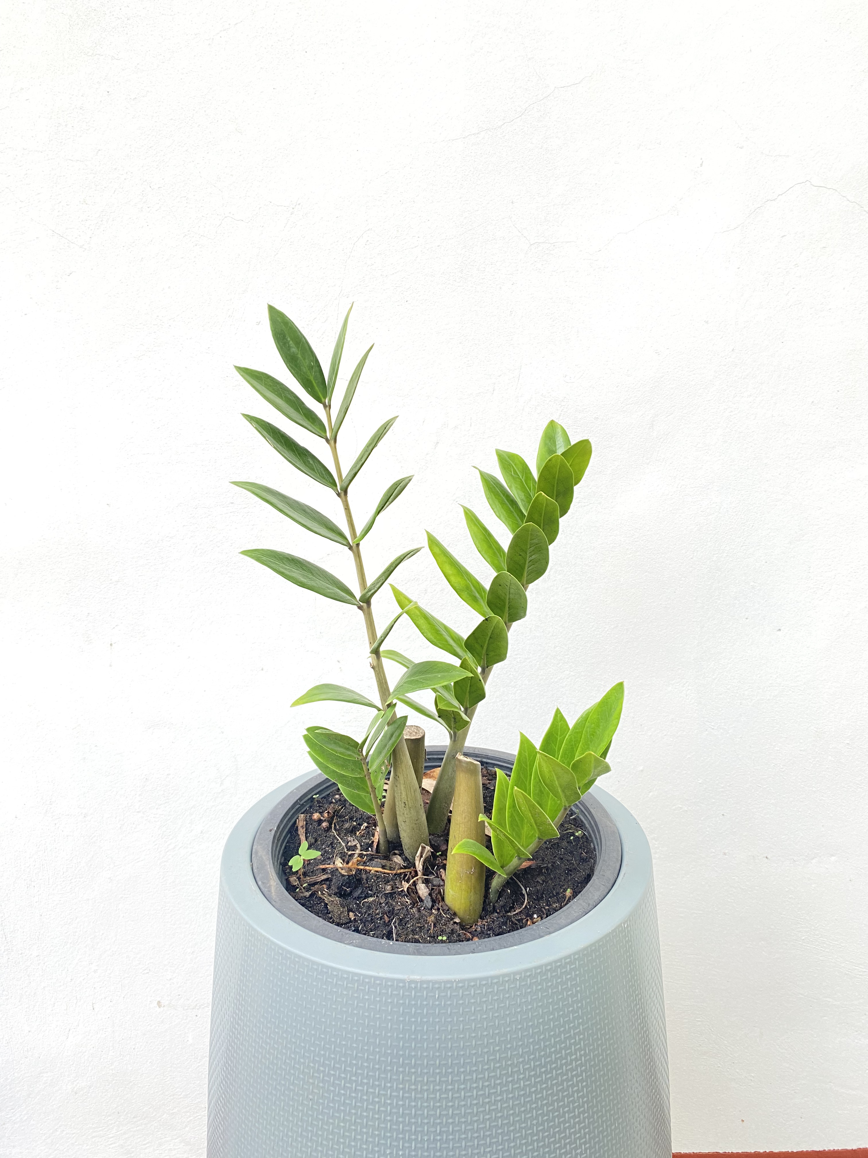 กวักมรกต zanzibar gem