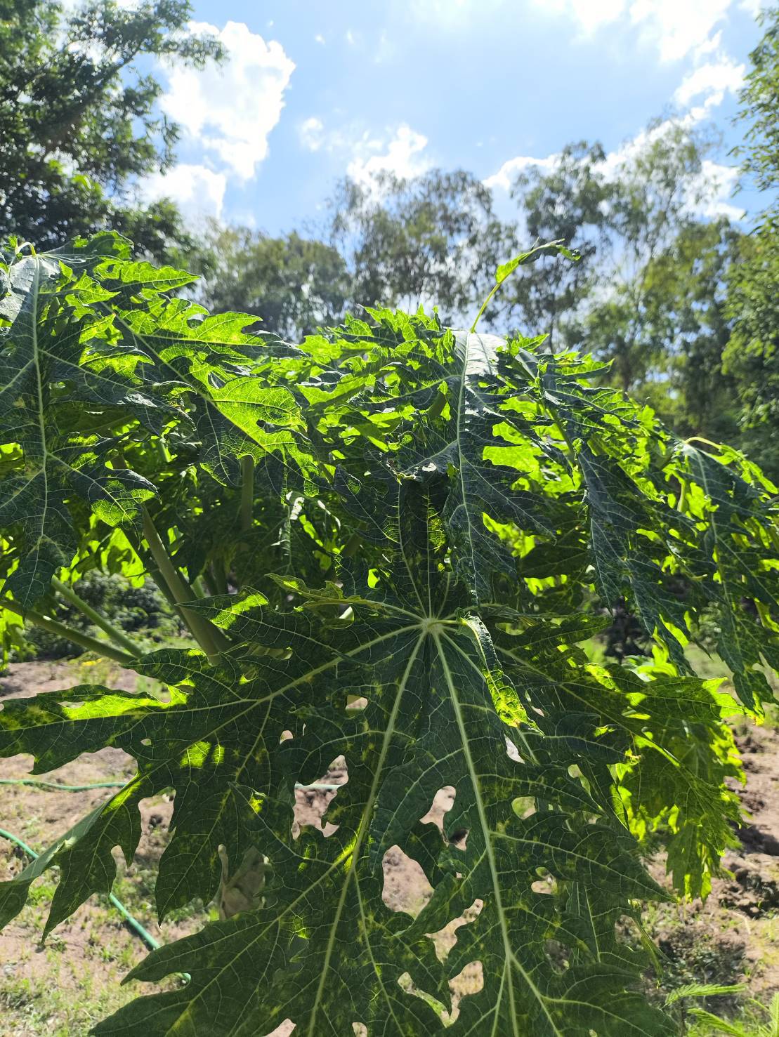ใบมะละกอ ตัดสอ Papaya leave