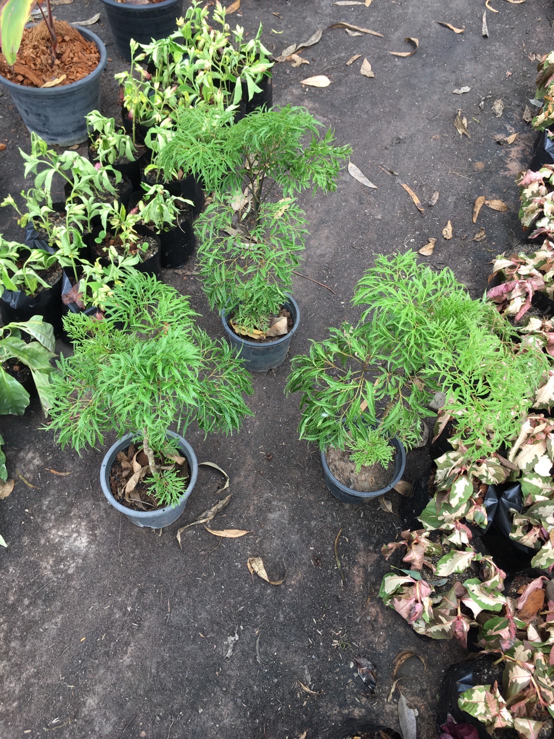 ต้นเล็บครุฑ เล็บครุฑทอดมัน Ming Aralia