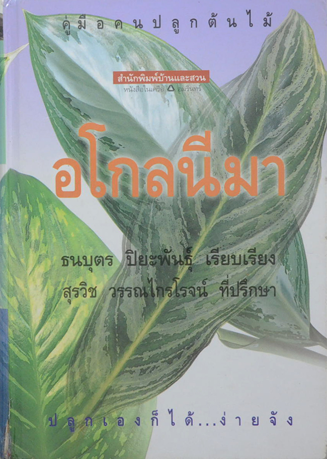 อโกลนีมา (ขายตามสภาพ)