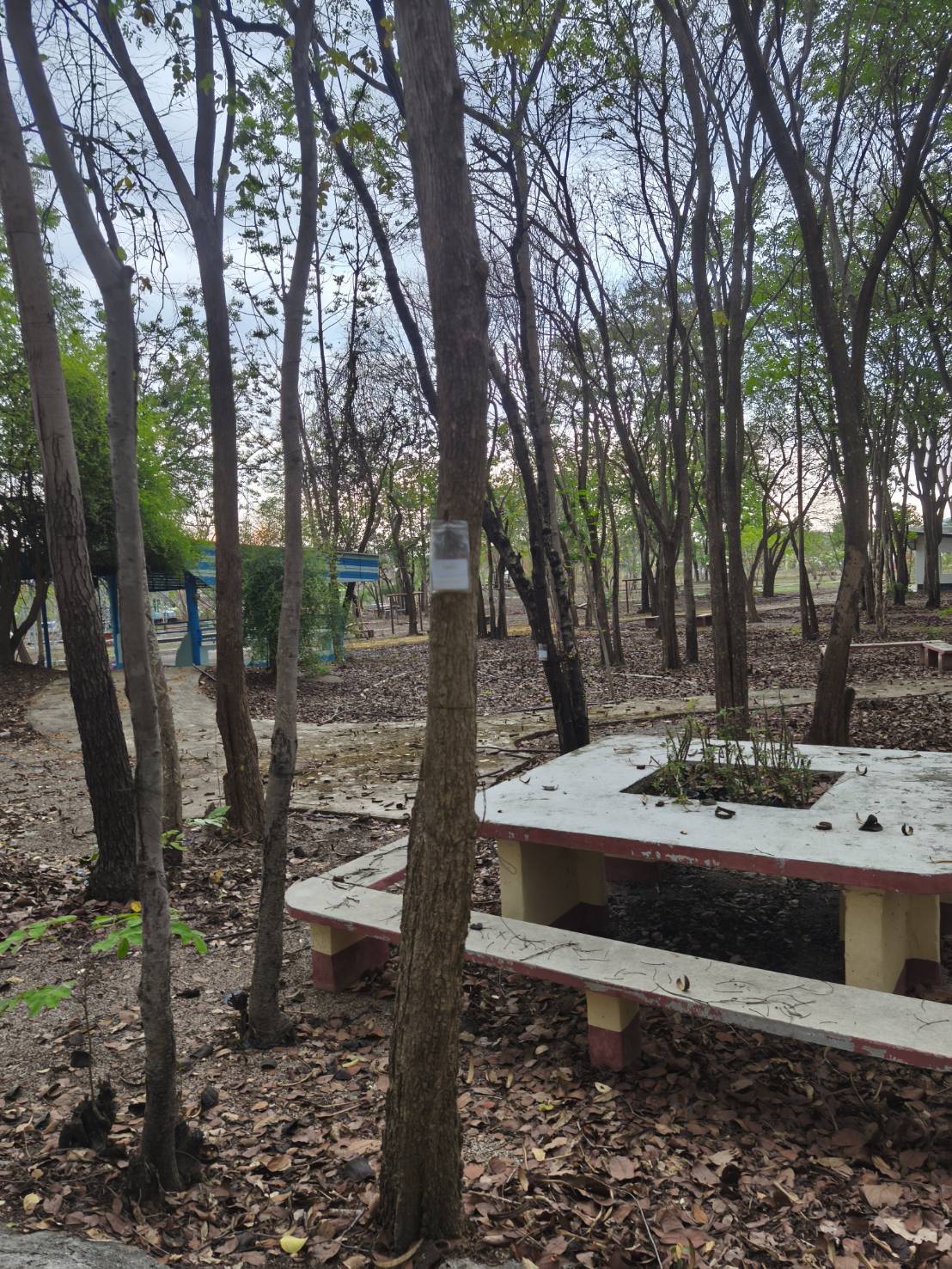 ต้นโมกมัน Wrightia arborea (Dennst.) Mabb