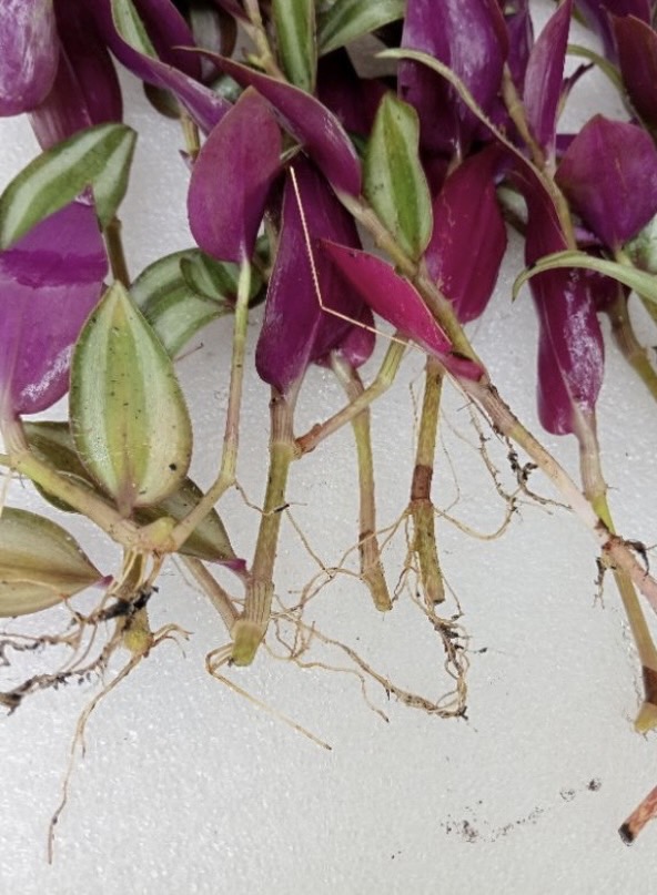 ต้นก้ามปูหลุด ก้ามปูม่วง inch plant (ขายเป็นกิ่ง)