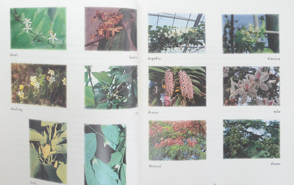 ดอกไม้หอม