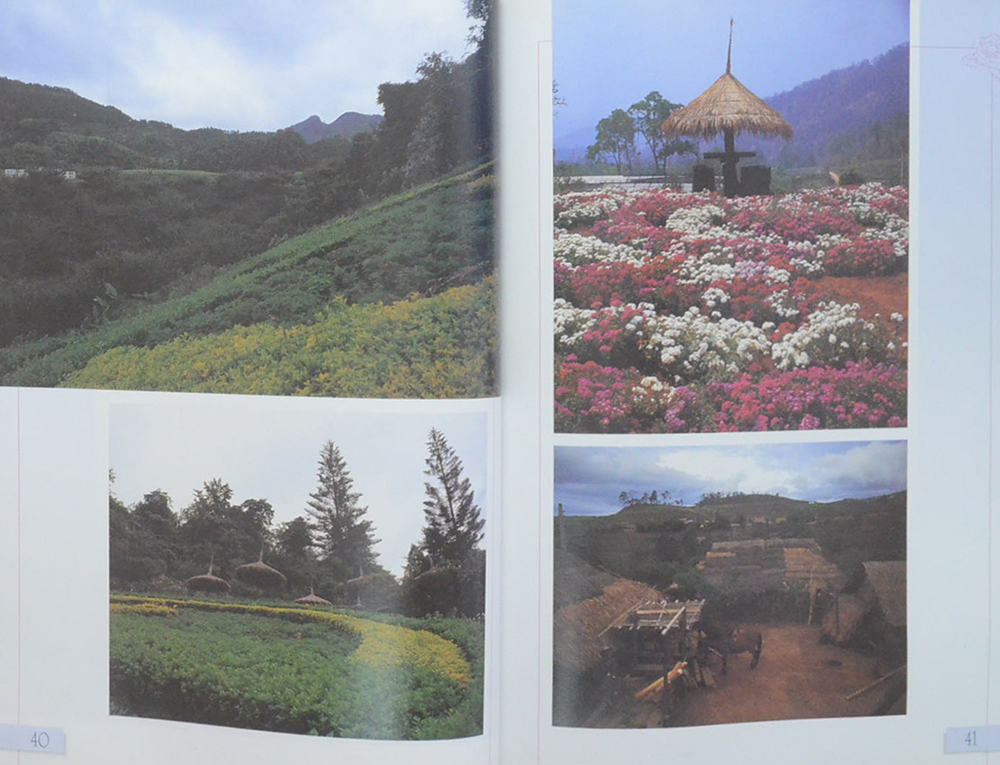 ชวนฝันตระการตา บุปผาดอยคำ (ขายตามสภาพ)