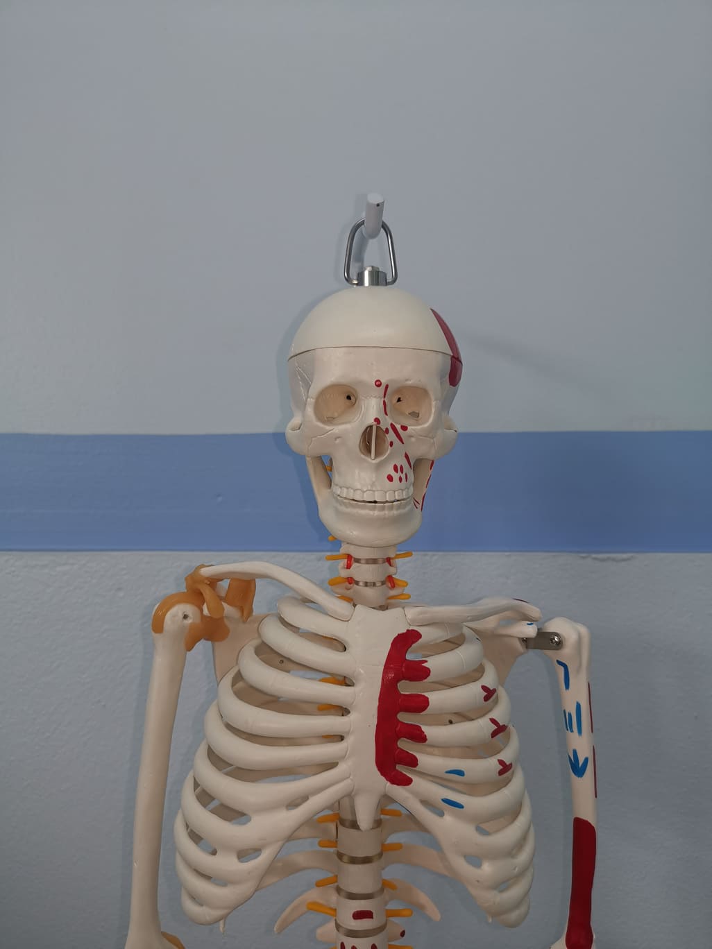 โมเดลโครงกระดูกมนุษย์ ขนาด 85 ซ.ม. แบบแสดงเอ็นยึดข้อและจุดเกาะกล้ามเนื้อ