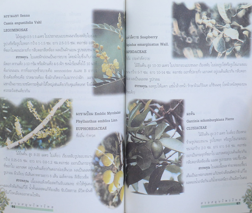 คุณแม่ม่วย แซ่ตั้ง (สวนสมุนไพรไทย)