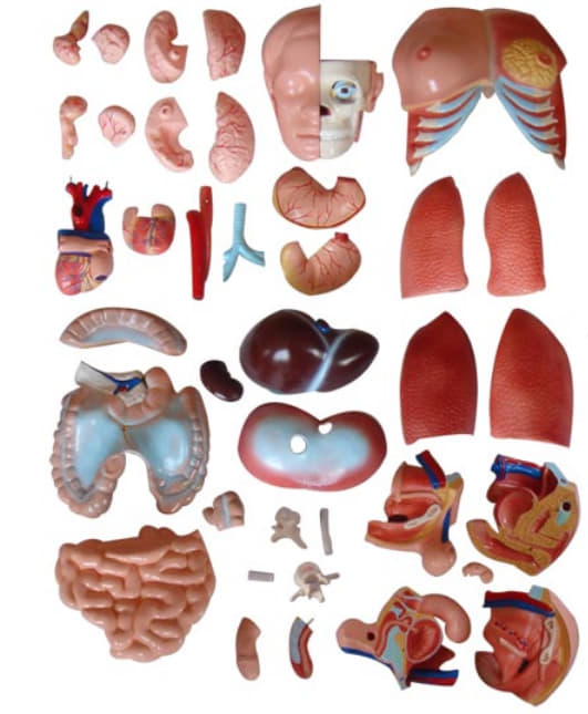 หุ่นจำลองแสดงอวัยวะภายในมนุษย์ สูง 85 ซม. ถอดประกอบได้ 39 ชิ้น