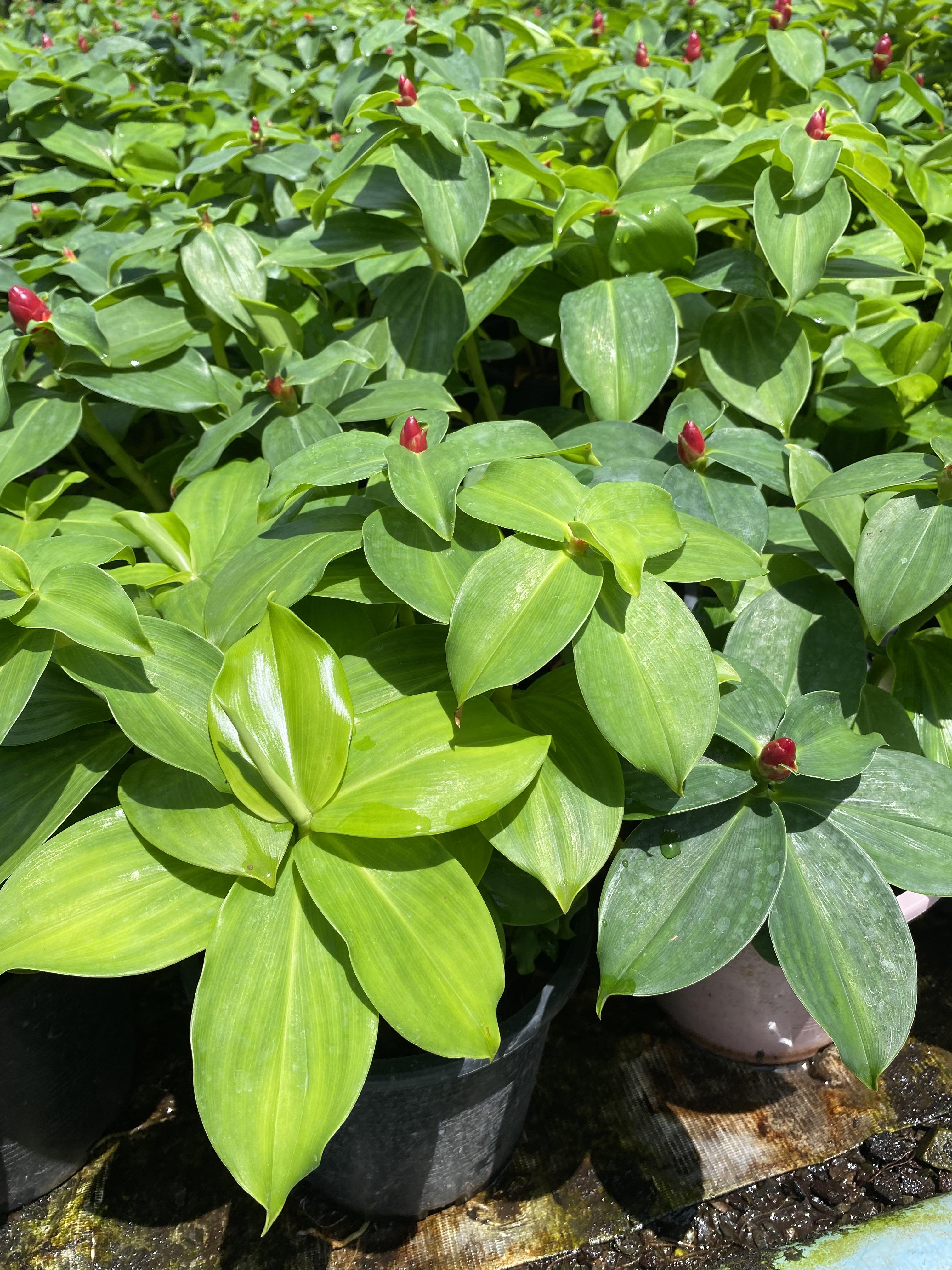 เอื้องหมายนา Crepe-ginger