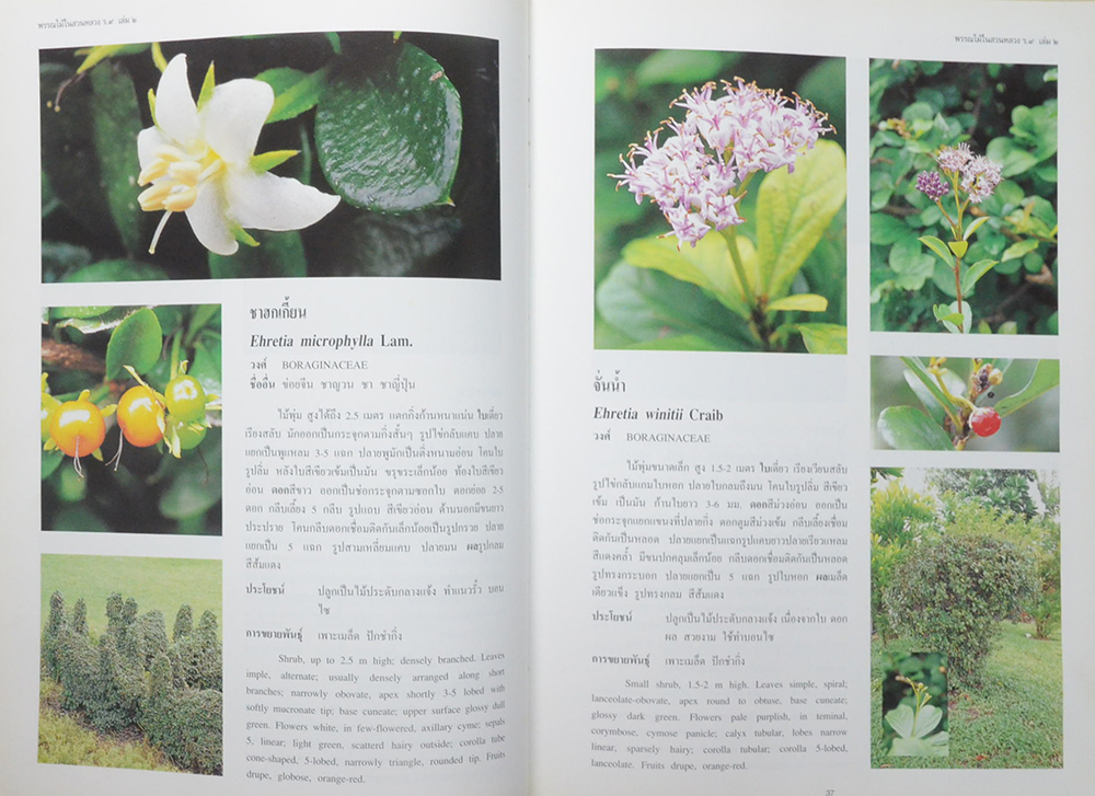 พรรณไม้ในสวนหลวง ร.9 (เล่ม 2 / ขายตามสภาพ)