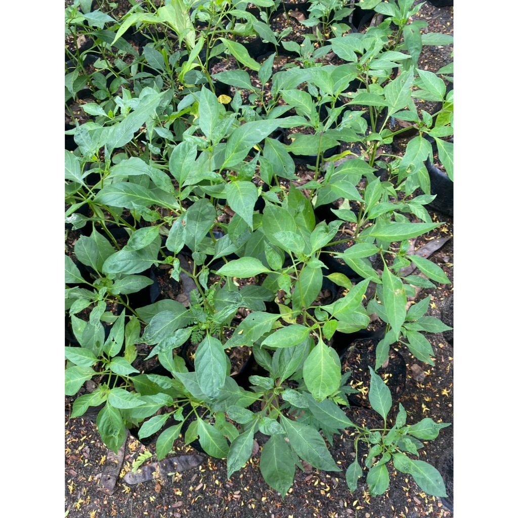 ต้นพริกจินดา ต้นพริก (Bird’s Eye Chili)