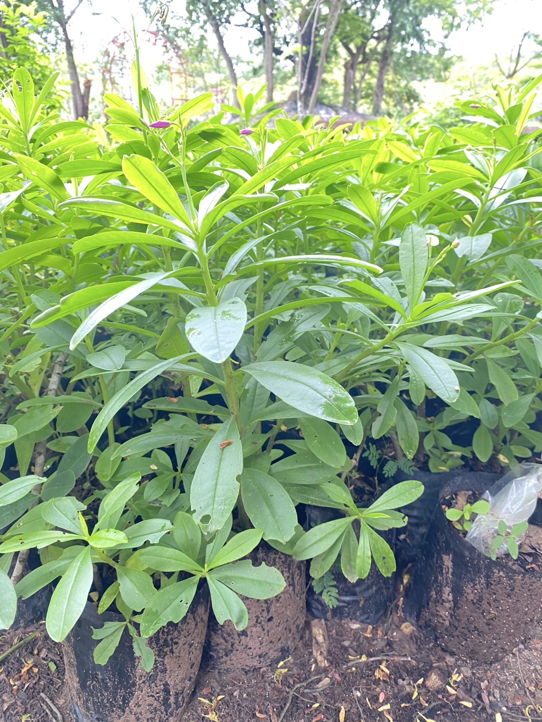 โสมไทยปักชำสด 🌿 ปลูกเองได้ง่าย โตเร็ว