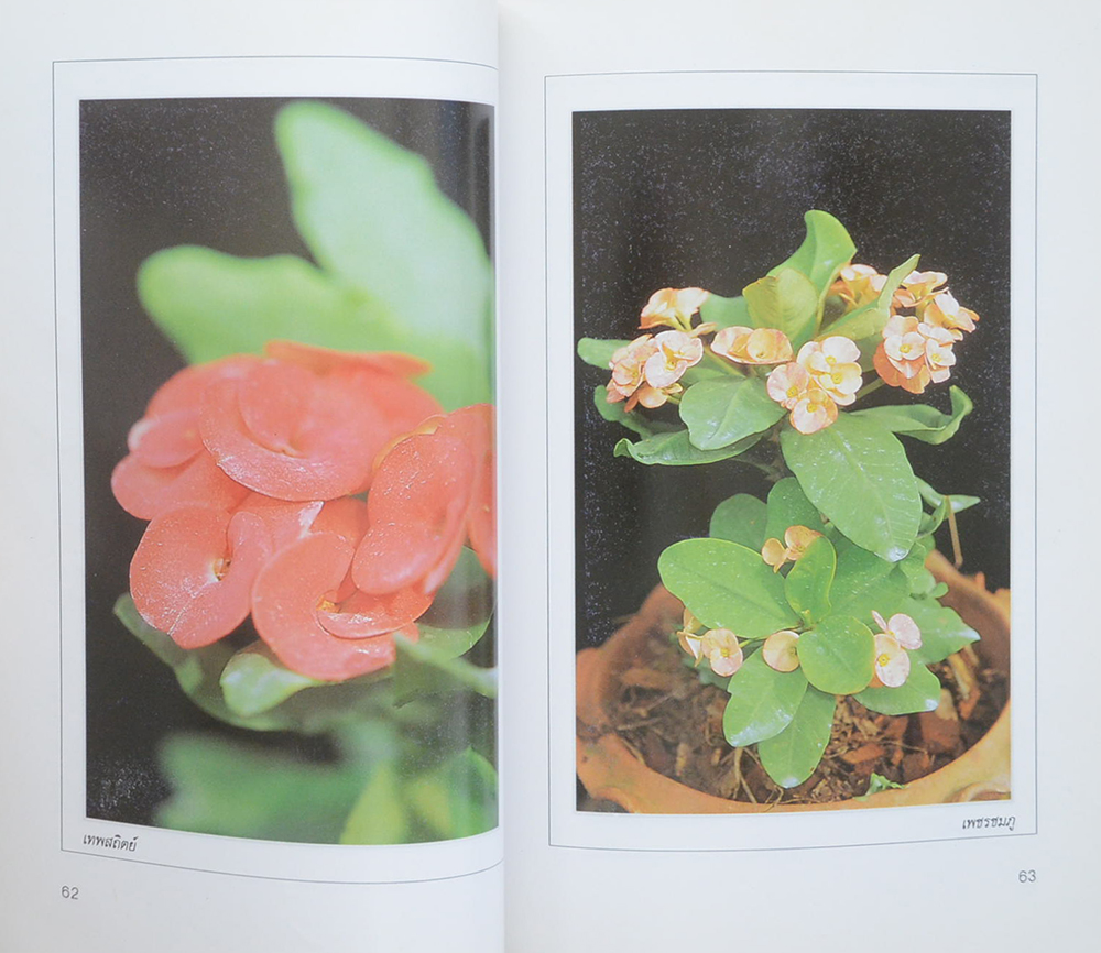 โป๊ยเซียน